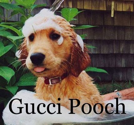 gucci pooch boise id.